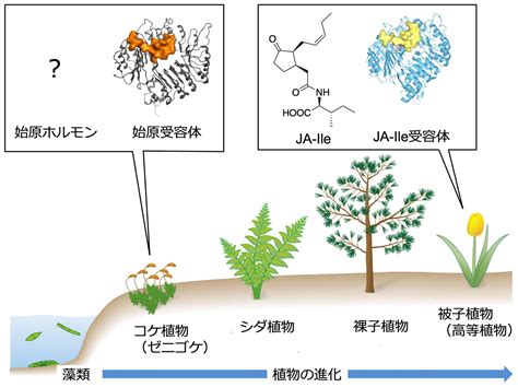 植物化|陸上植物の進化